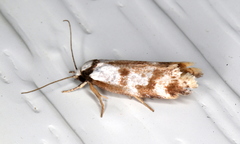 Palimmeces variegata