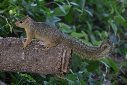 Ochre Bush Squirrel