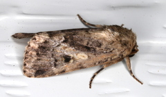 Spodoptera umbraculata
