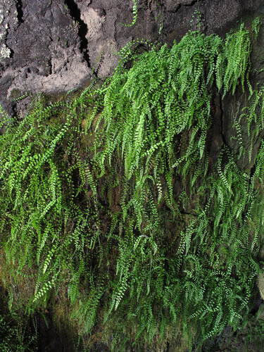 Asplenium peruvianum observed 2011-12-16