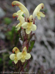Pedicularis oederi