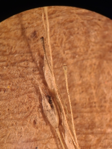 Sac Fungi and Lichens