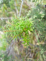 Leptecophylla
