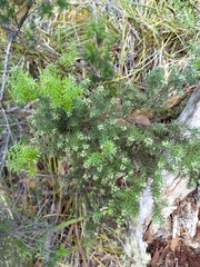Leptecophylla