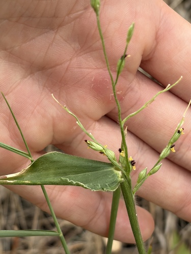 Urochloa foliosa observed 2026-02-03