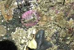 Placiphorella velata