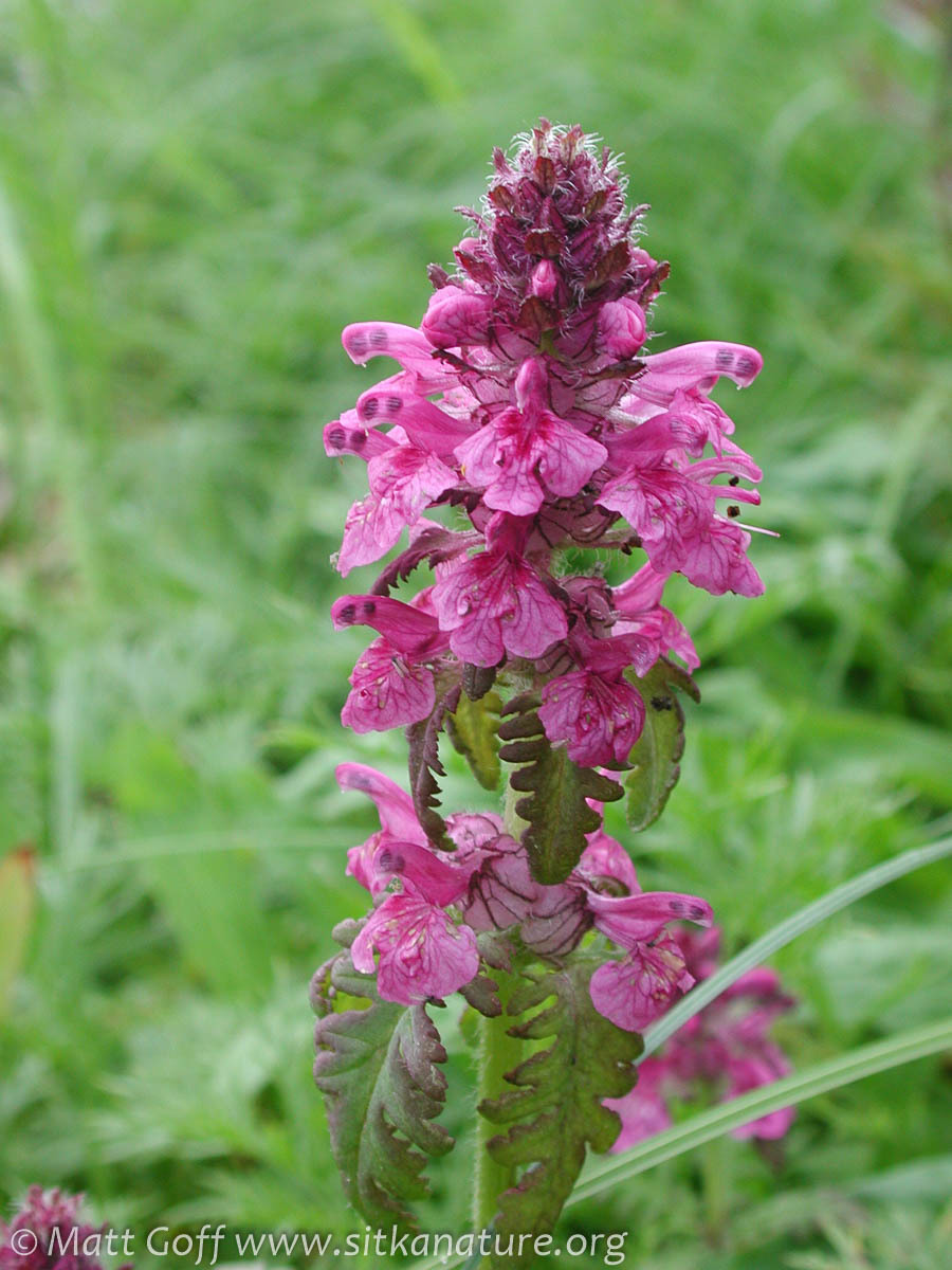 Pedicularis verticillata