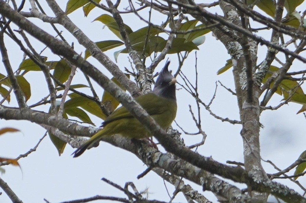 Crested Finchbill (Spizixos canifrons), photo 2