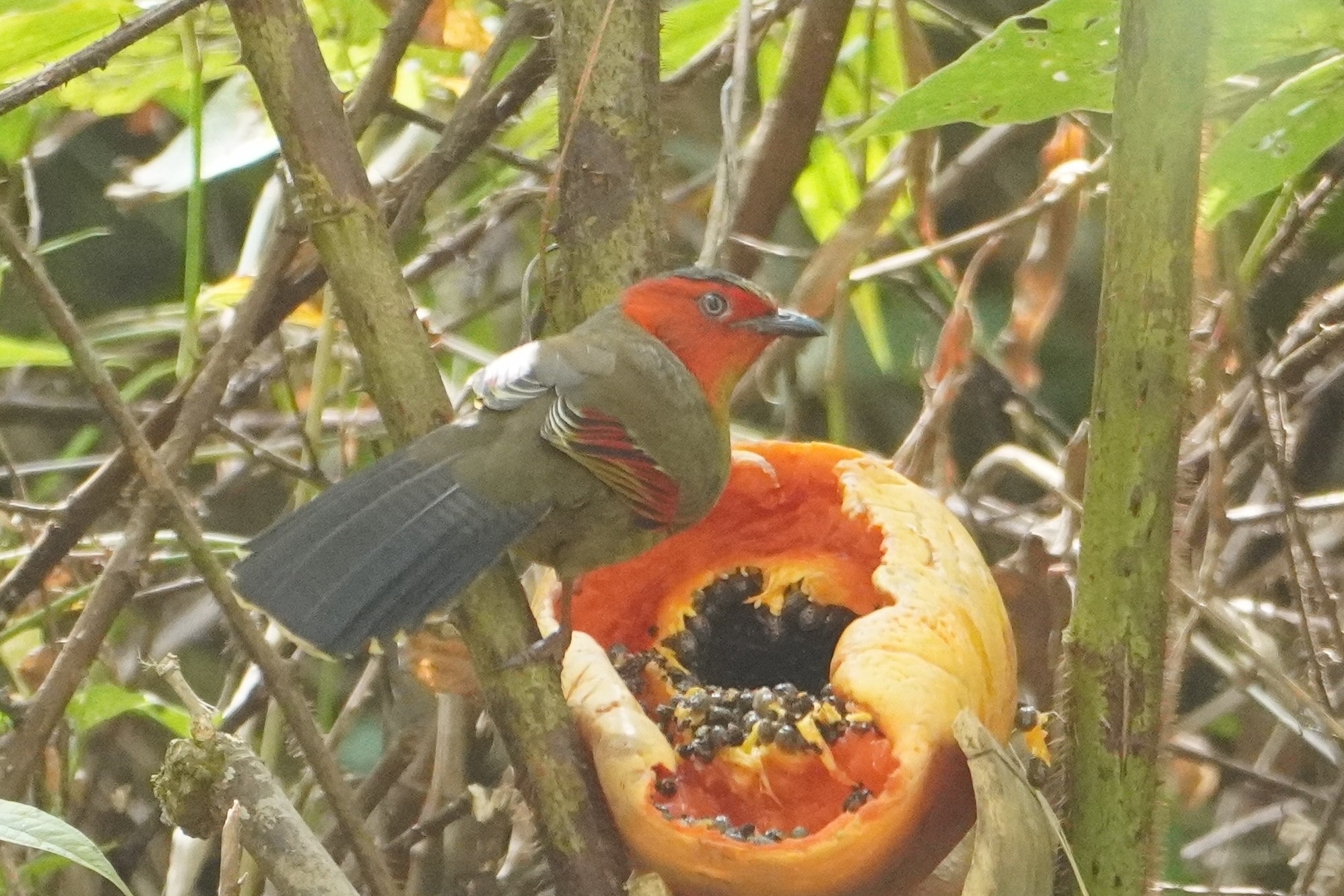 Scarlet-faced Liocichla (Liocichla ripponi), photo 1
