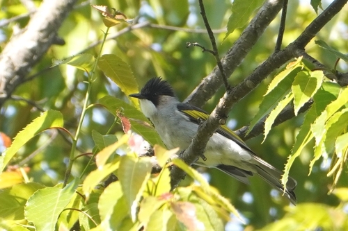 Ashy Bulbul (Hemixos flavala)