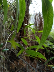 Parsonsia brownii