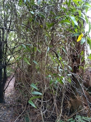 Parsonsia brownii
