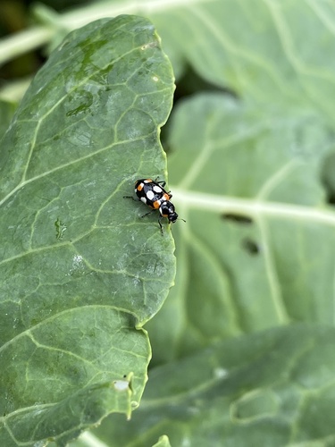 Eriopis connexa