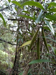 Parsonsia brownii