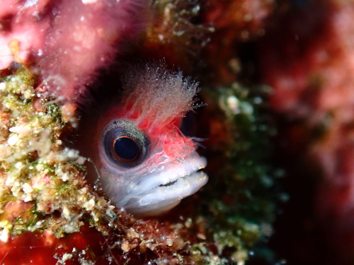 Tufted sand blenny (Mccoskerichthys sandae) — Chaenopsidae — 3