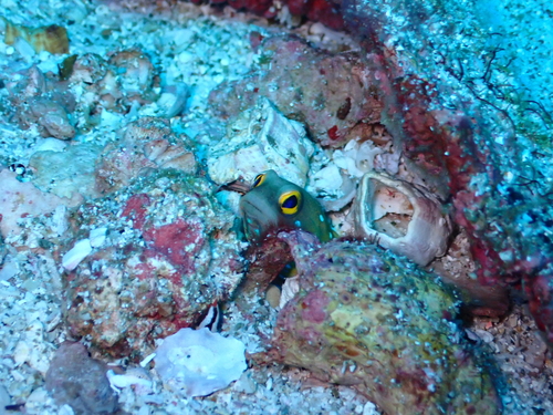 Panama jawfish (Opistognathus panamaensis) — Opistognathidae — 2