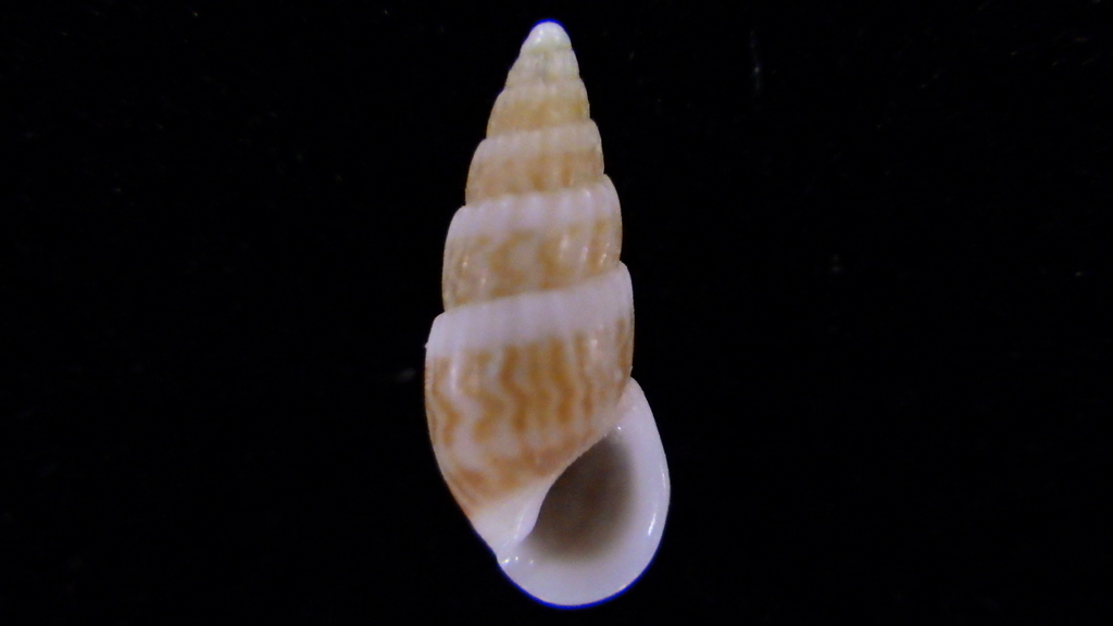 Rissoinidae