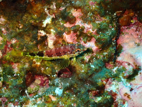 Fishgod blenny (Malacoctenus ebisui) — Labrisomidae — 2