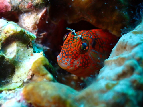 Barnacle blenny (Hypsoblennius brevipinnis) — Blenniidae — 3