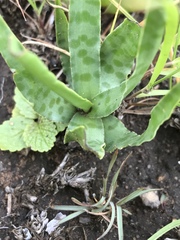 Ledebouria inquinata