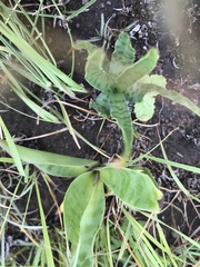 Ledebouria inquinata