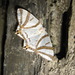 Tristrophis veneris - Photo (c) onidiras-iNaturalist, algunos derechos reservados (CC BY-NC), subido por onidiras-iNaturalist