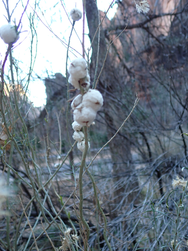 Unknown species found near Riverside Walk, Virgin, UT, US