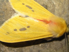 Lemyra