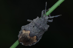 Hemiptera