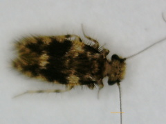 Lepidopsocidae
