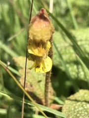 Hermannia transvaalensis