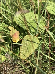 Hermannia transvaalensis