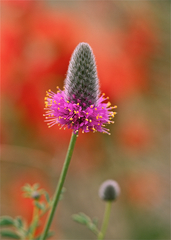 Dalea ornata