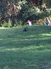 Cercopithecus mitis kolbi