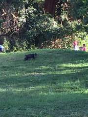 Cercopithecus mitis kolbi