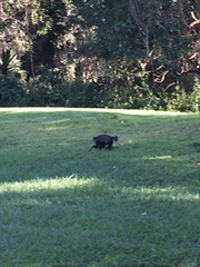 Cercopithecus mitis kolbi