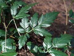 Paullinia fuscescens, photograph author not stated, no rights reserved