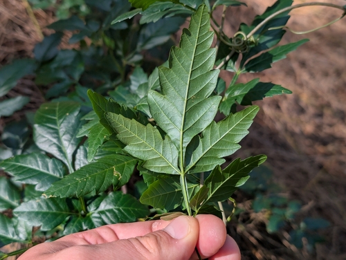 Paullinia fuscescens, photograph 5