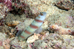 Amblyeleotris steinitzi