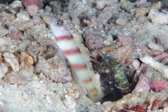 Amblyeleotris steinitzi