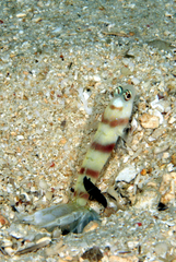 Amblyeleotris steinitzi
