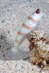 Amblyeleotris steinitzi