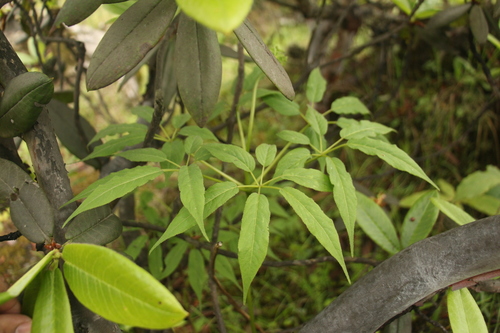 Panax pseudoginseng, photograph 5