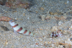 Amblyeleotris steinitzi