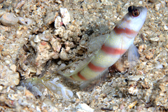 Steinitz's Shrimp-Goby photo 4