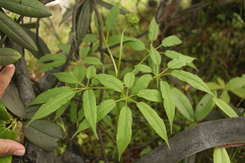 Panax pseudoginseng · iNaturalist