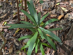 Brexia madagascariensis, photograph author not stated, no rights reserved