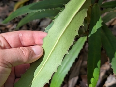 Brexia madagascariensis, photograph author not stated, no rights reserved