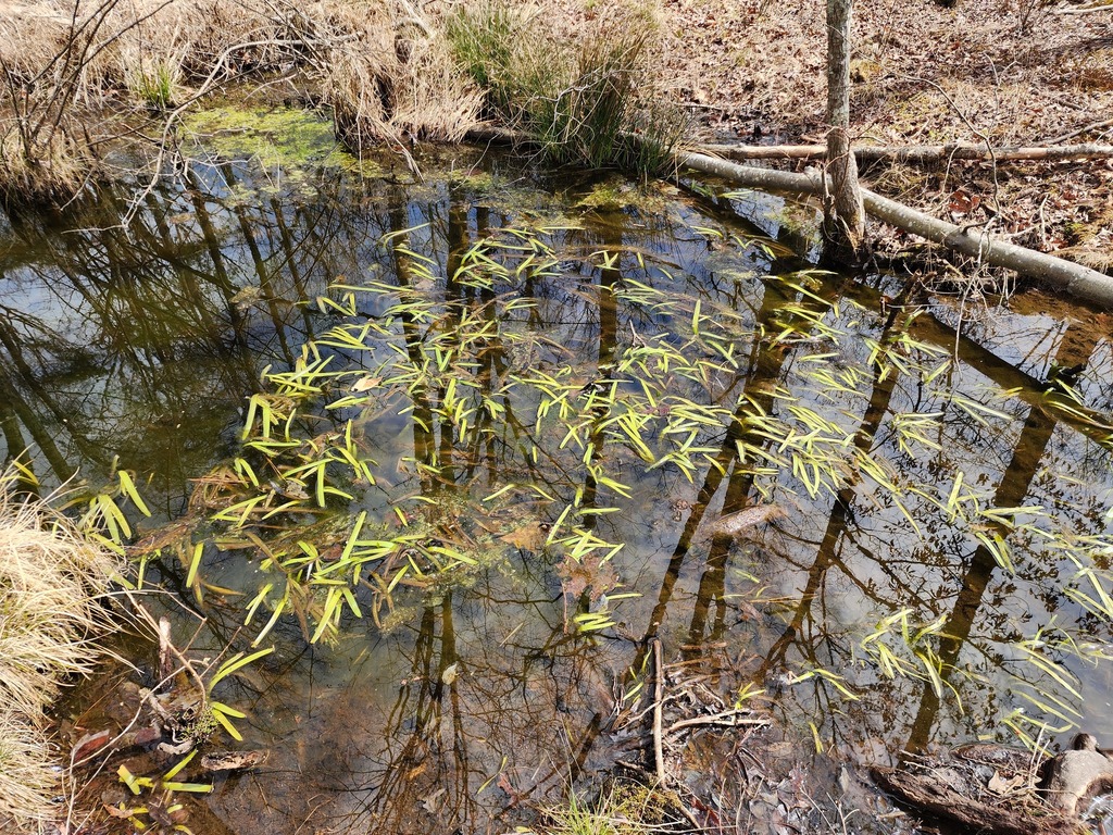 American bur-reed in March 2023 by basketoak · iNaturalist