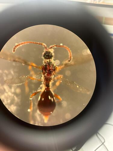 Diphoropria observed 2025-12-16